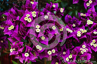 Bunch of purple and white flowers of Great bougainvillea, Bougainvillea spectabilis in Portugal Stock Photo