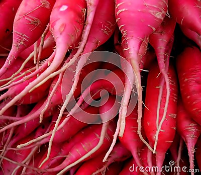 Bunch of radishes. Stock Photo