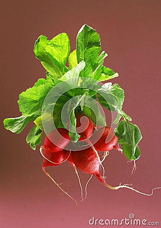 Bunch of radishes Stock Photo