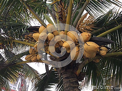 Raw tender coconuts in a bunch on the tree. Stock Photo