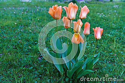 Bunch of red beautiful tulips in a grass. Stock Photo