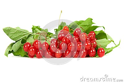 Bunch of red berries- guelder rose Stock Photo