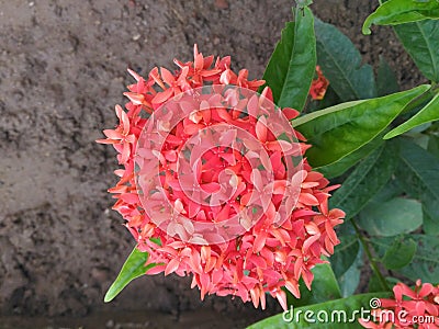 Bunch of Red Flowers in Garden Stock Photo