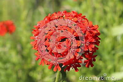 A bunch of red flowers Lychnis closeup. Stock Photo