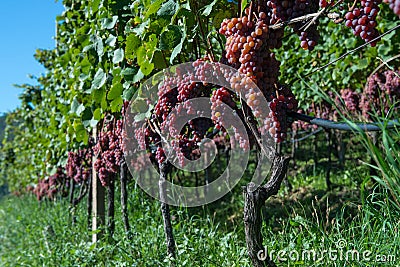 Bunch of red grape vines for wine production Stock Photo