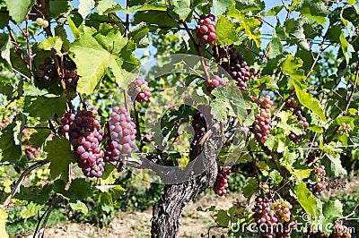 Bunch of red grapes on common grape vine Stock Photo