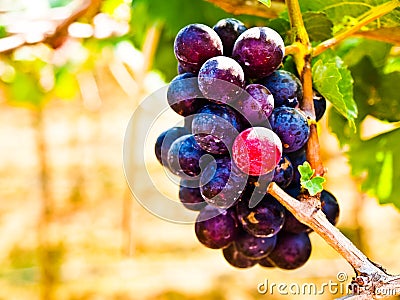 Bunch of red grapes with green leaves in Wine yard in Nakorn Ra Stock Photo