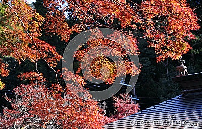 Bunch of red maple leaves on the tree in autumn season. Harmony and beauty of the nature Stock Photo