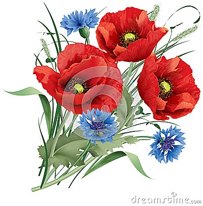 Bunch of red poppy flower, blue cornflakes and hare's-foot clove Vector Illustration