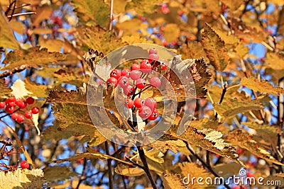 Bunch of red ripe sorb growing on tree in autumn Stock Photo