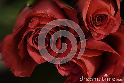 A Bunch of Red Roses Stock Photo