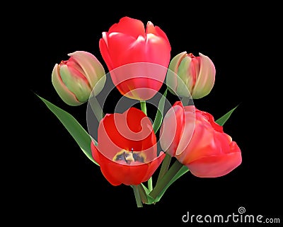 Bunch of red tulip flowers isolated on black Vector Illustration