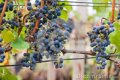 Bunch of red wine grape Cabernet Sauvignon Stock Photo