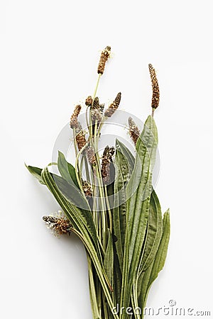 Bunch of ribwort plantain against white background Stock Photo