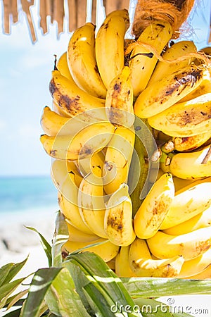 Bunch of ripe bananas. Sweet tropical fruits. Stack of baby bananas. Vegetarian food. Delicious fruits. Tasty exotic grocery. Stock Photo