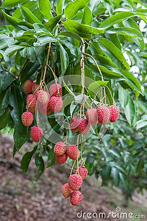 Bunch of ripe fresh lychees hanging down from the. Stock Photo