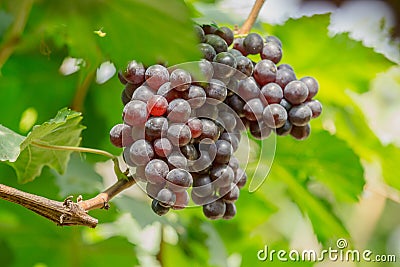 Bunch of ripe grapes BLACKOPOR on a vine in agricultural garden Stock Photo