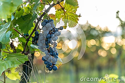 A bunch of ripe grapes from a farm during sunset in the background on the horizon wine, moving in strong wind before harvesting Stock Photo