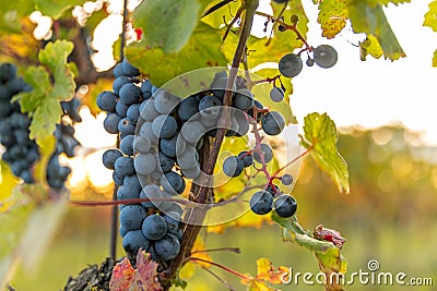 A bunch of ripe grapes from a farm during sunset in the background on the horizon wine, moving in strong wind before harvesting Stock Photo