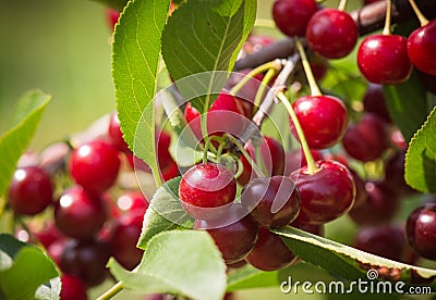 Bunch of ripe sour cherries hanging on a tree Stock Photo