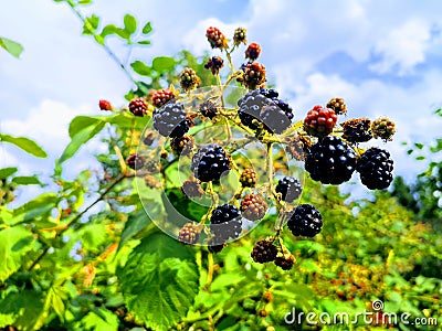 Bunch of ripe and unripe blackberries on the bush Stock Photo