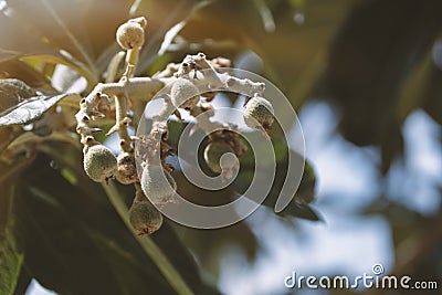 Bunch of ripe young loquats. Stock Photo