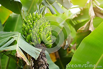 Bunch of ripening green apple bananas on a banana tree in Big Island of Hawaii Stock Photo