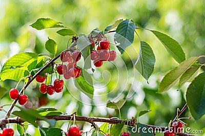 A bunch of ripening growing sweet cherry on the tree Stock Photo