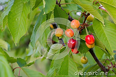 A bunch of ripening growing sweet cherry on the tree Stock Photo