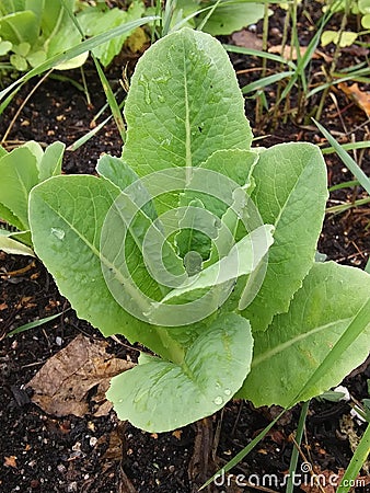 Bunch of Romain lettuce Stock Photo