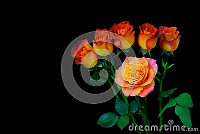 Bunch of rosa leonidas and a rose caribbean on dark background Stock Photo