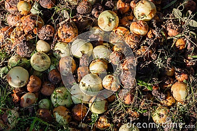 A bunch of rotting apples. Organic Waste. Big pile of compost. Recycling waste into fertilizer. Stock Photo