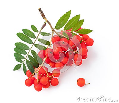 Bunch rowan berries isolated Stock Photo