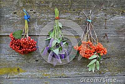 Bunch rowan and viburnum berry and anise hyssop Stock Photo