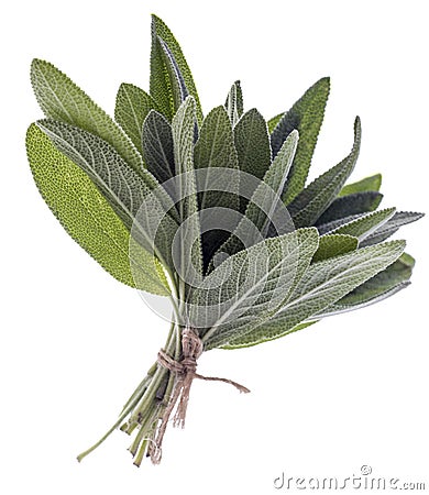 Bunch of sage fresh leaves Stock Photo