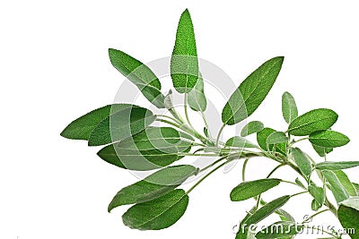 Sage over white Stock Photo