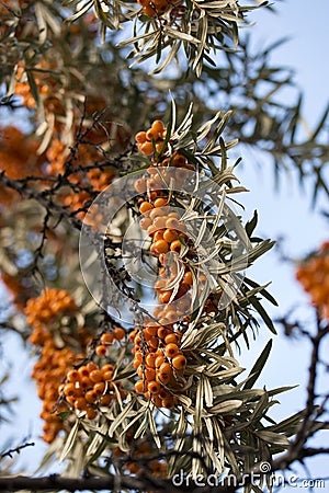 Bunch of sea buckthorn berries Stock Photo