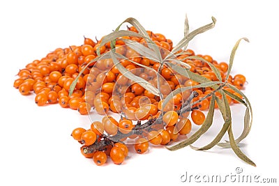 Bunch of sea buckthorn berries isolated on white background Stock Photo