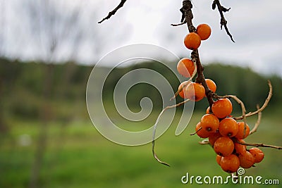 Bunch of sea buckthorn Stock Photo