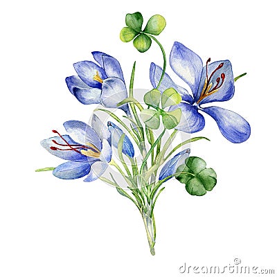 Bunch of shamrock and crocus watercolor illustration isolated on white. Painted green clover and blue flowers. Irish Cartoon Illustration