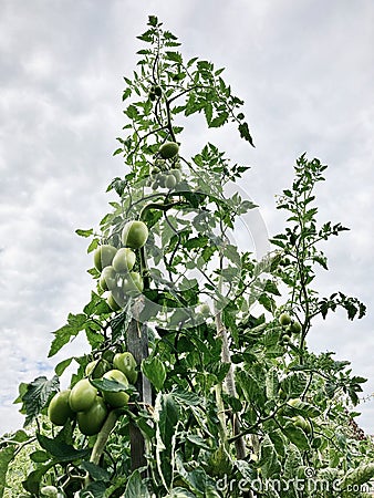 Bunch of small cherry tomatoes. Stock Photo