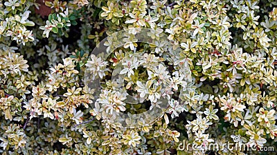 Jasmine Flowers texture background Stock Photo