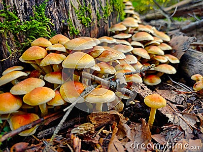 A bunch of small mushrooms growing on a treestump Stock Photo