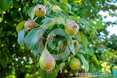 Bunch of small verdant green pears growing in the garden Stock Photo