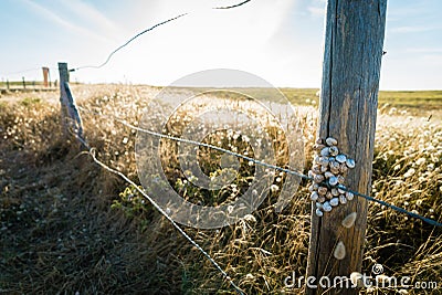 Snails on a post Stock Photo