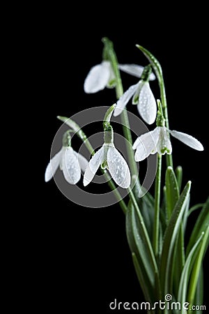 Bunch of snowdrop flowers on black background Stock Photo