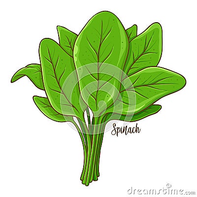 Bunch of Spinach Vegetable Hand Drawing Vector Illustration