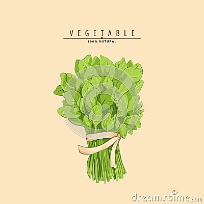 Bunch of spinach Vector Illustration