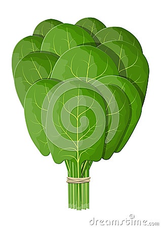 Bunch spinach leaves. Vector Illustration