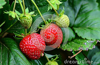 Bunch of strawberries Stock Photo